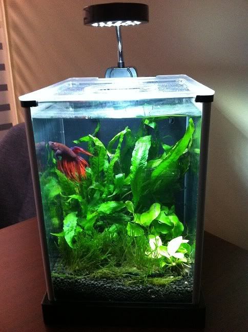 Planted Fluval Spec Nano Desk Tank | British Columbia Aquarium Forums